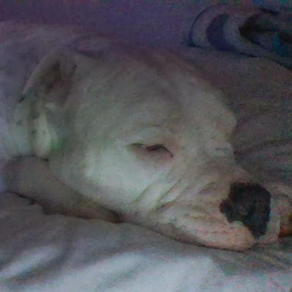 Meet your Posher, Sasha - Picture 1 of 1